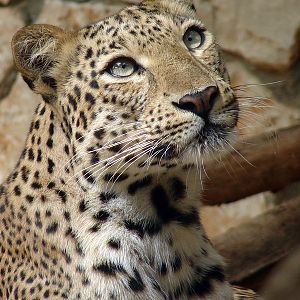 Panthera pardus / African leopard (female)