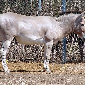 Equus africanus somalicus / Somalian wild ass (male)