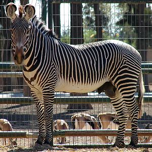 Equus grevyi / Grevy`s zebra (male)