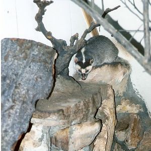 Javan Ferret-Badger at Budapest 08/09/2003