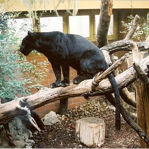 Black Leopard at Budapest 08/09/2003