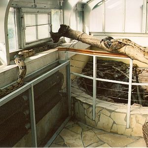 Bizarre Boa Walkthrough at Budapest 08/09/2003