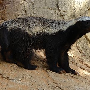 Mellivora capensis / Ratel