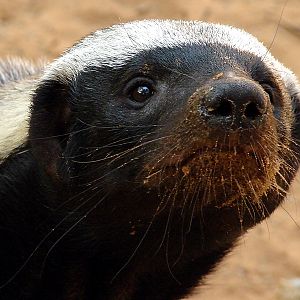 Mellivora capensis / Ratel