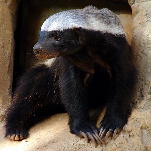 Mellivora capensis / Ratel