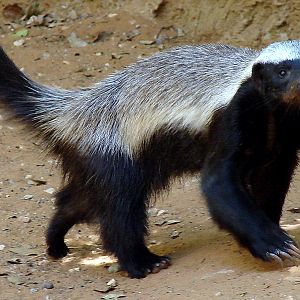 Mellivora capensis / Ratel