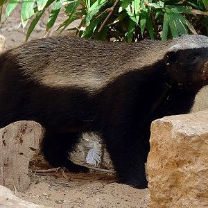 Mellivora capensis / Ratel
