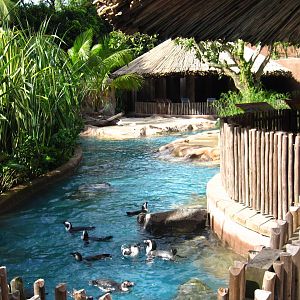 Penguin Coast - African Penguin exhibit