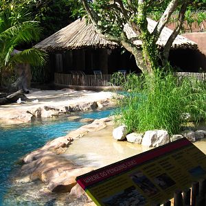 Penguin Coast - African Penguin exhibit