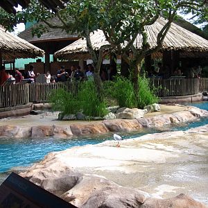 Penguin Coast - African Penguin exhibit