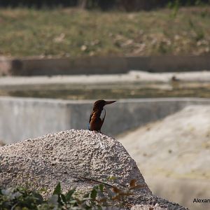 New Delhi Zoo '08- White-throated Kingfisher (Halcyon smyrnensis)