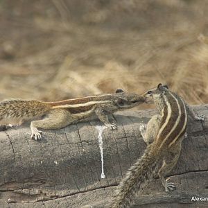 New Delhi Zoo '08- Indian Palm Squirrel (Funambulus palmarum)