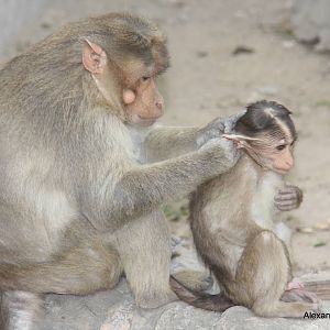 New Delhi Zoo '08- Bonnet Macaque (Macaca radiata)