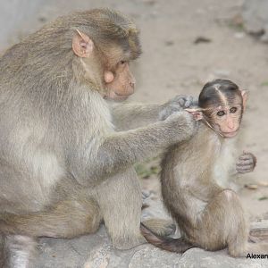 New Delhi Zoo '08- Bonnet Macaque (Macaca radiata)