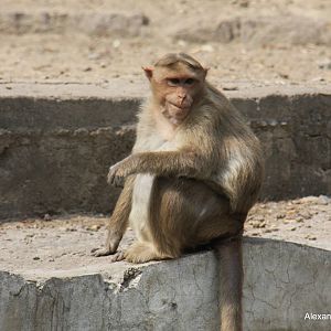 New Delhi Zoo '08- Bonnet Macaque (Macaca radiata)