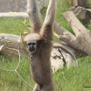 New Delhi Zoo '08-  Western Hoolock Gibbon (Hoolock hoolock)