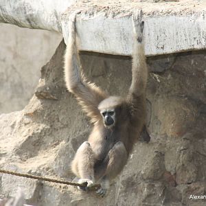 New Delhi Zoo '08- Western Hoolock Gibbon (Hoolock hoolock)