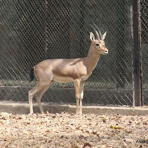 New Delhi Zoo '08- Chinkara or Indian Gazelle (Gazella bennettii)