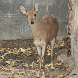 New Delhi Zoo '08- Four-horned Antelope or Chousingha (Tetracerus quadricor