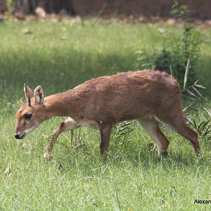 New Delhi Zoo '08- Four-horned Antelope or Chousingha (Tetracerus quadricor