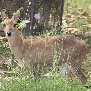 New Delhi Zoo '08- Four-horned Antelope or Chousingha (Tetracerus quadricor