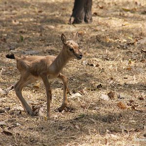 New Delhi Zoo '08- Chinkara (Gazella bennettii)