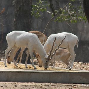 New Delhi Zoo '08- Blackbuck (Antilope cervicapra)