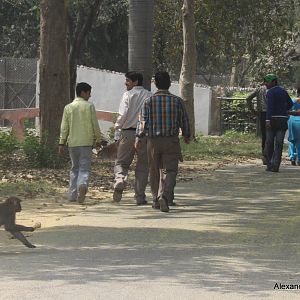 New Delhi Zoo '08- Rhesus Macaque (Macaca mulatta)