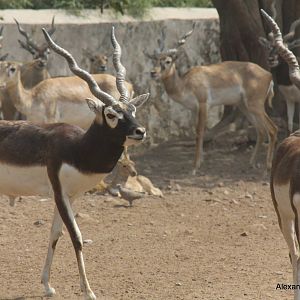 New Delhi Zoo '08- Blackbuck (Antilope cervicapra)