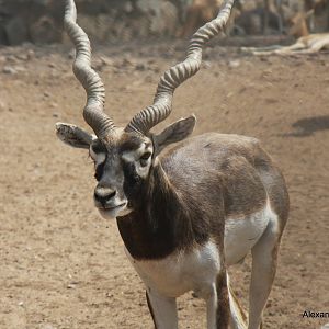 New Delhi Zoo '08- Blackbuck (Antilope cervicapra)