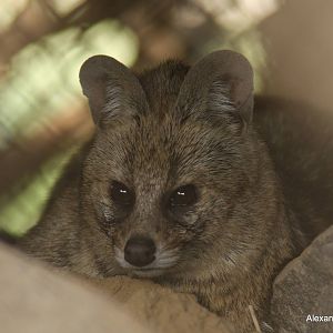 New Delhi Zoo '08- Small Indian Civet (Viverricula indica)