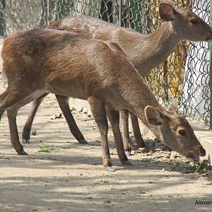 New Delhi Zoo '08- Hog Deer (Hyelaphus porcinus)