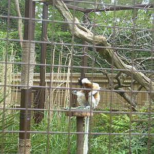 Crowned Sifaka