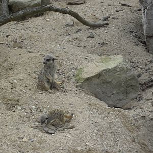 Meerkat