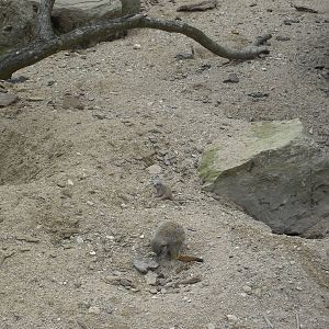 Baby Meerkat