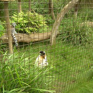 Crowned Sifaka and Ring-Tailed Lemur