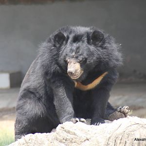 New Delhi Zoo '08- Asian black bear (Ursus thibetanus)