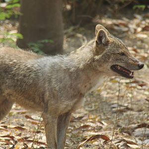 New Delhi Zoo '08- Golden jackal (Canis aureus)