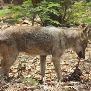 New Delhi Zoo '08- Golden jackal (Canis aureus)