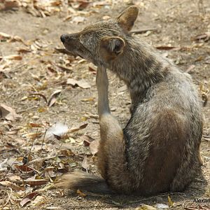 New Delhi Zoo '08- Golden jackal (Canis aureus)