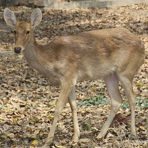 New Delhi Zoo '08- Barasingha or swamp deer (Rucervus duvaucelii)