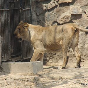 New Delhi Zoo '08- Indian Lion