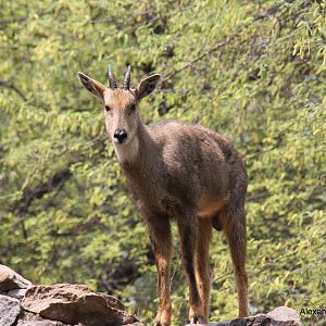 New Delhi Zoo '08- Himalayan or Gray Goral (Naemorhedus goral)