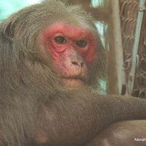New Delhi Zoo '08- Stump-tailed Macaque (Macaca arctoides)