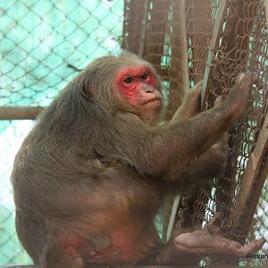 New Delhi Zoo '08- Stump-tailed Macaque (Macaca arctoides)