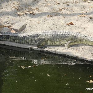 New Delhi Zoo '08- gharial (Gavialis gangeticus)