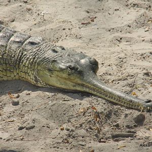 New Delhi Zoo '08- gharial (Gavialis gangeticus)