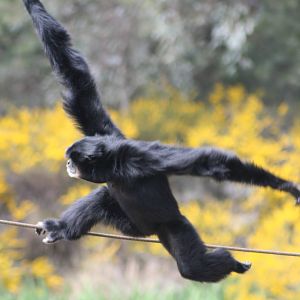siamang