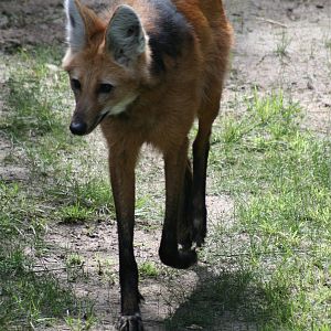 maned wolf