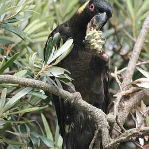 yellow tailed black cockatoo in my back yard